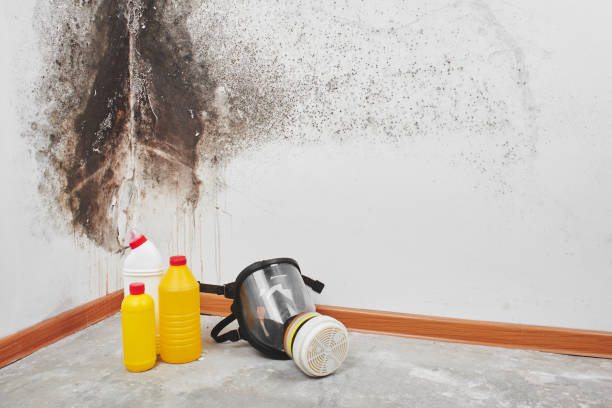 Trusted Elk City, OK Mold Removal Experts