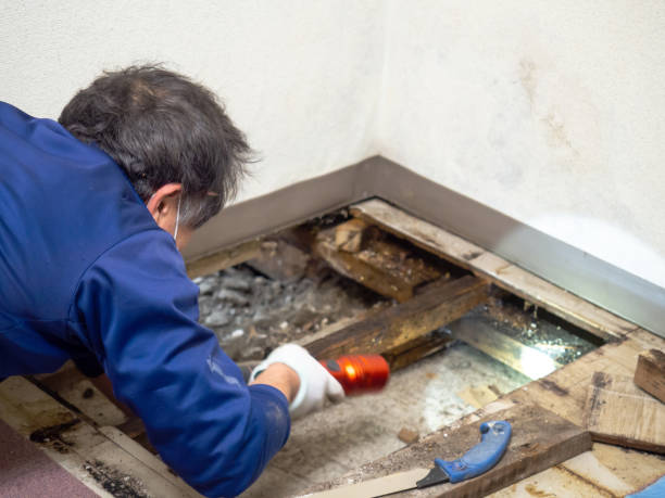 Best Affordable Mold Removal  in Elk City, OK