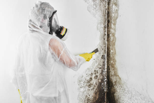 Best Local Mold Removal Service  in Elk City, OK