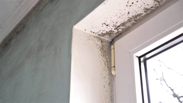 Best Home Mold Removal  in Elk City, OK