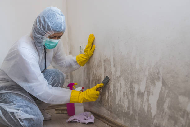 Best Commercial Mold Removal  in Elk City, OK
