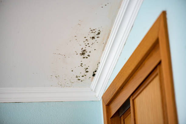 Best Best Mold Removal Companies  in Elk City, OK