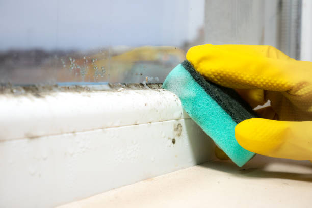 Attic Mold Removal in Elk City, OK