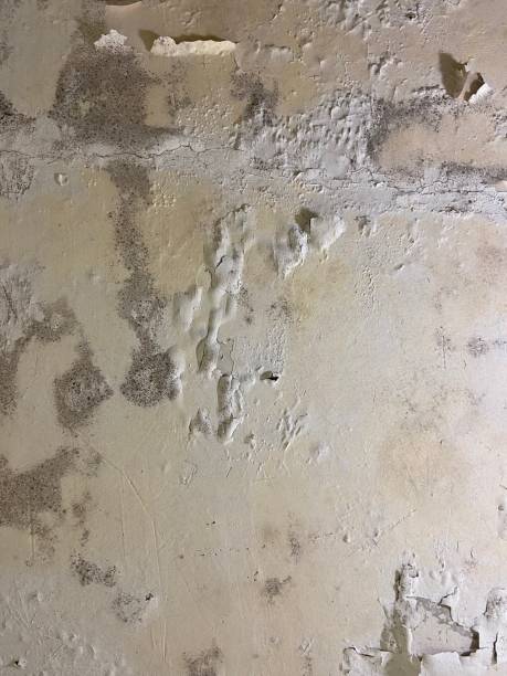 Mold Removal and Inspection in Elk City, OK
