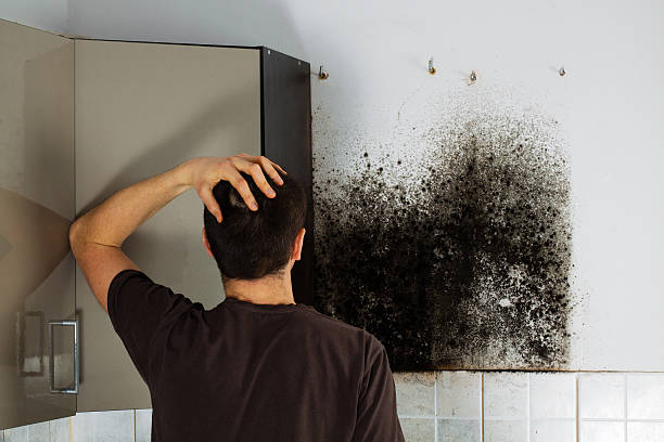 Best Mold Damage Repair  in Elk City, OK